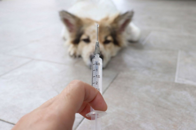 У Василькові проведуть вакцинацію тварин від сказу